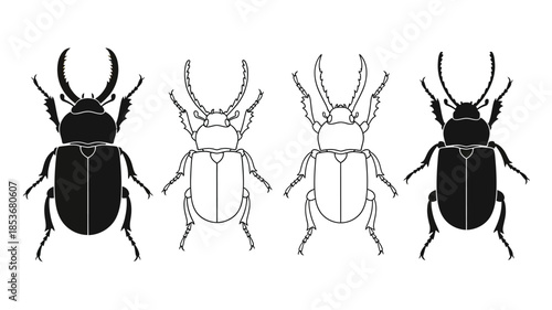 A collection of four different beetle illustrations in black and white