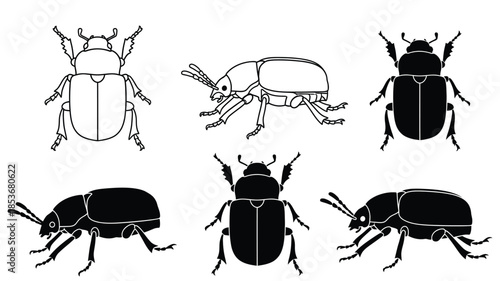 Illustrative collection of various beetle species in different poses and styles