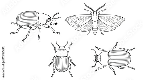 Detailed illustration of various insects including beetles and a moth