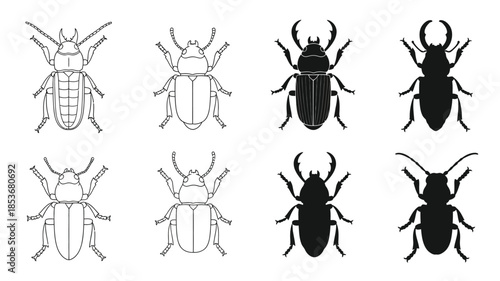 Collection of beetle illustrations a variety of shapes and styles depicted
