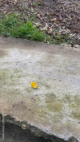 Single Yellow Leaf on Mossy Concrete Ground