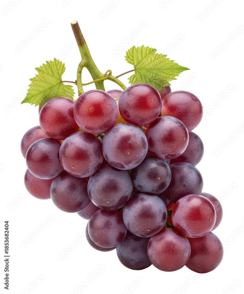 Fototapeta premium Harvesting fresh red grapes vineyard food outdoors isolated on transparent background