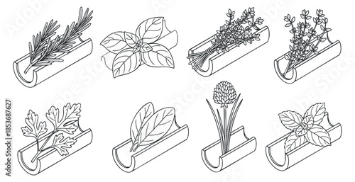 A collection of various herbs in outline vector style, including cilantro, basil, and thyme, perfect for culinary designs