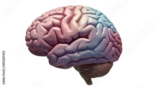 A highly detailed 3D rendering of a human brain showcasing various regions in different colors on a clean white background
