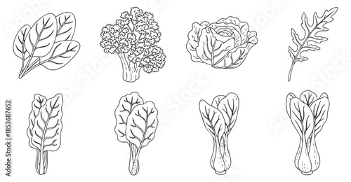 A collection of outline illustrations featuring various leafy vegetables including spinach, broccoli, cabbage, and arugula in a clean vector style, ideal for health and food-related projects
