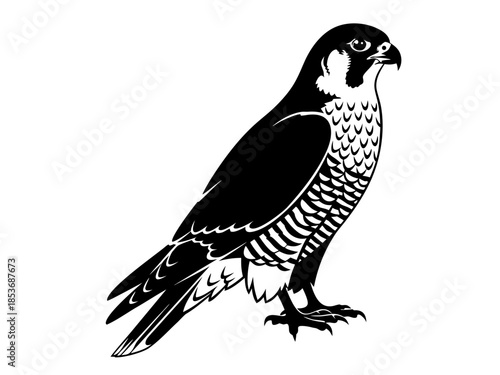 Detailed vector illustration of a perched falcon, showcasing its majestic form and predatory stance