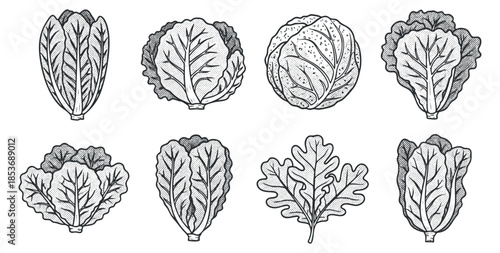 A collection of various lettuce and cabbage leaves in detailed line art vector style, suitable for organic food branding and culinary designs