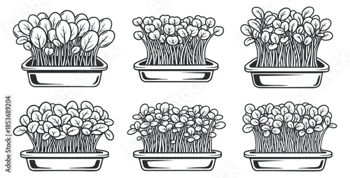 A collection of six trays of growing seedlings in outlined vector style, suitable for gardening and eco-friendly projects