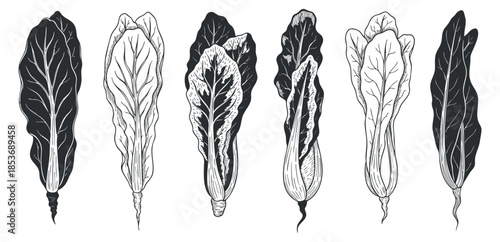 A set of Swiss chard leaves in black and white outline vector style, perfect for healthy food illustrations
