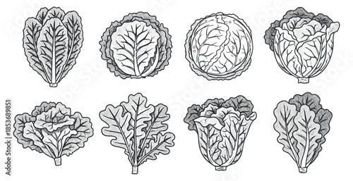 A collection of eight hand-drawn lettuce and cabbage illustrations in black and white sketch style, ideal for culinary and gardening projects