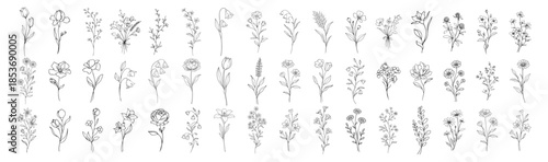 Floral botanical wildflower line icons collection, hand drawn vintage outline flowers and leaves set, elegant decorative vector illustration on transparent background