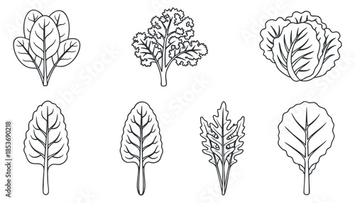 A collection of various leafy vegetables including kale, spinach, and lettuce in minimalist black and white outline vector style, ideal for health and cooking themes