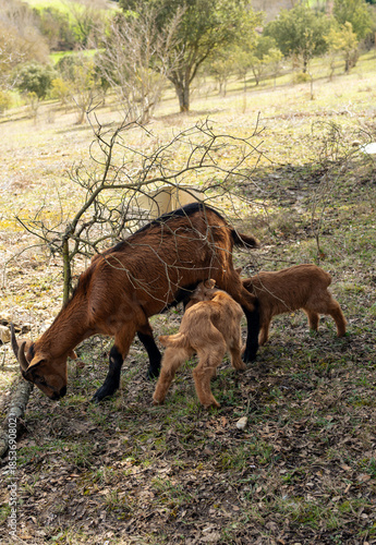 Vertical shot of a goat and the babies at the farm