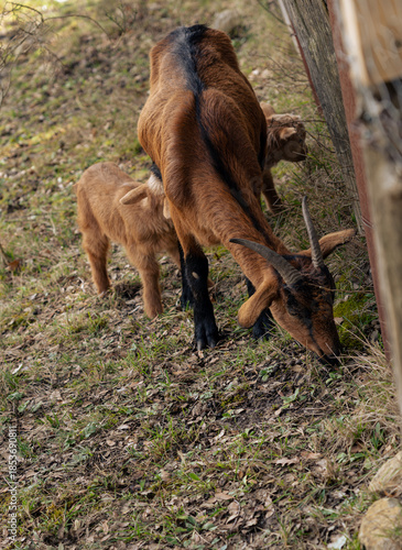 Goat family in the farm