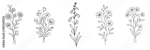 Floral wildflower branches botanical line vector illustration set, hand drawn minimal flowers and leaves, elegant rustic design on transparent background
