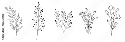 Floral wildflower branches botanical line vector illustration set, hand drawn minimal flowers and leaves, elegant rustic design on transparent background