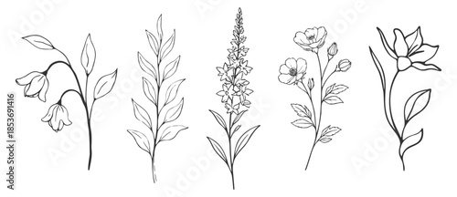 Floral botanical flower set, elegant hand drawn outline vector illustration, minimal line art wildflowers and rose collection on transparent background