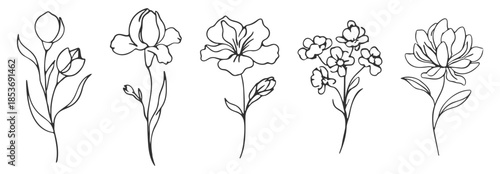 Floral botanical flower set, elegant hand drawn outline vector illustration, minimal line art wildflowers and rose collection on transparent background