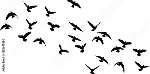 Flying bird silhouette flock in black and white, wildlife nature illustration showing freedom, migration, and sky movement design