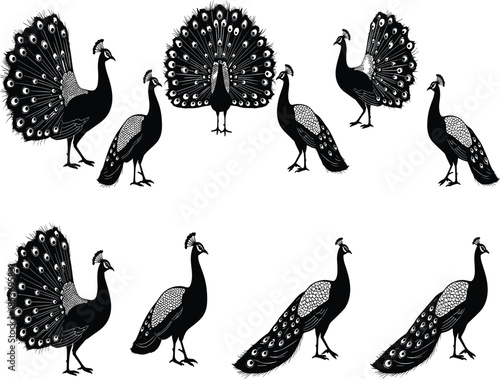 Peacock silhouette collection in black and white, elegant bird poses with spread feathers for wildlife illustration and decorative design