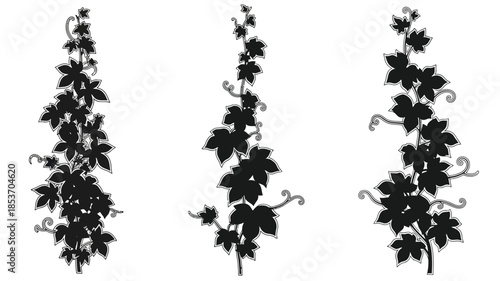 Elegant black silhouettes of ivy vines with detailed leaves and stems