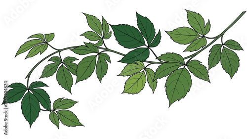 A detailed illustration of a green vine with multiple leaves curving gently