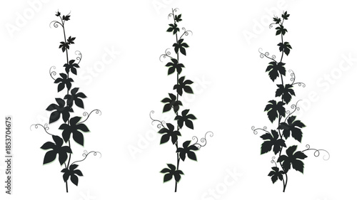 Elegant black silhouettes of climbing vines with detailed leaves and tendrils