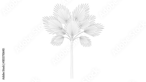 Minimalist line art drawing of a fan palm tree isolated on a clean white background for design