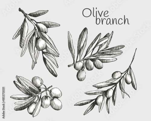 Olive branch sketch set with hand drawn botanical illustrations. Vintage engraved style olives and leaves in black line art. Mediterranean plant elements for organic food label or menu design.