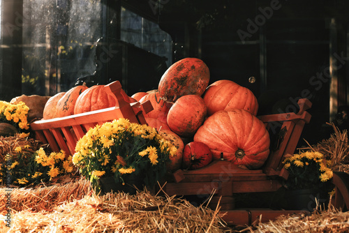 Orange pumpkins on wooden cart, yellow mums and hay, autumn harvesting festival