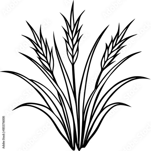 Perennial Ryegrass line art vector