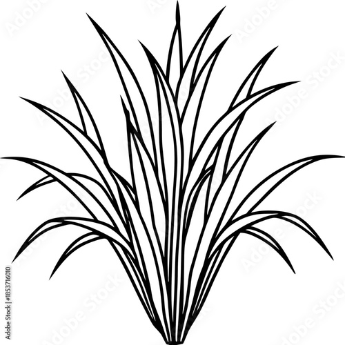 Perennial Ryegrass line art vector