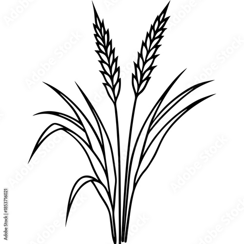 Perennial Ryegrass line art vector
