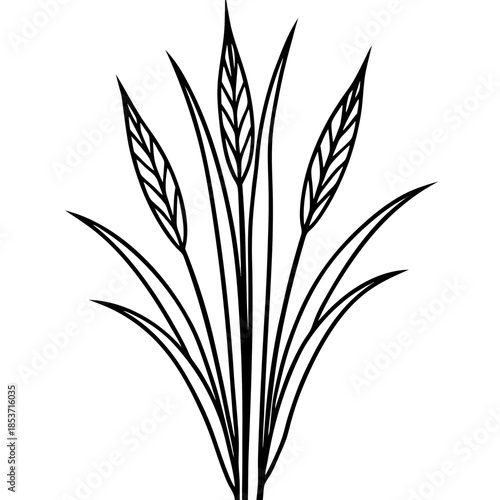 Perennial Ryegrass line art vector