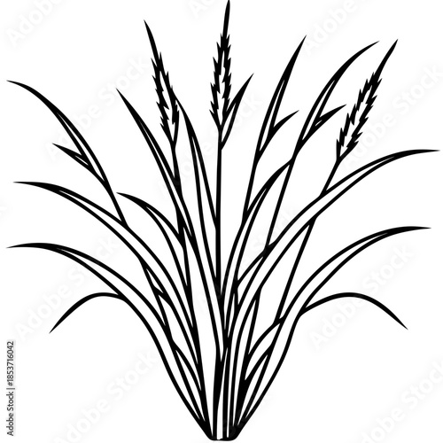 Perennial Ryegrass line art vector