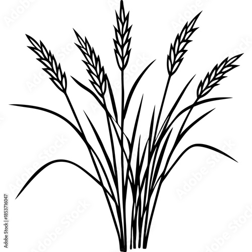 Perennial Ryegrass line art vector