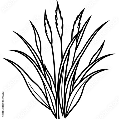 Perennial Ryegrass line art vector