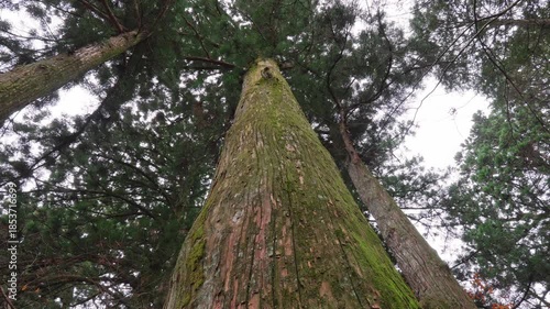 Wallpaper Mural 苔の生えた杉の木を下から見上げる Torontodigital.ca