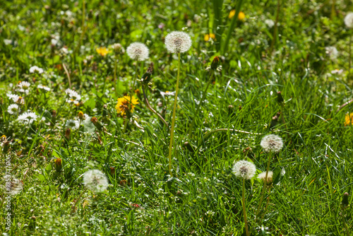 Blumenwiese mit Löwenzahnblumen im Fruchtstand; Deutschland