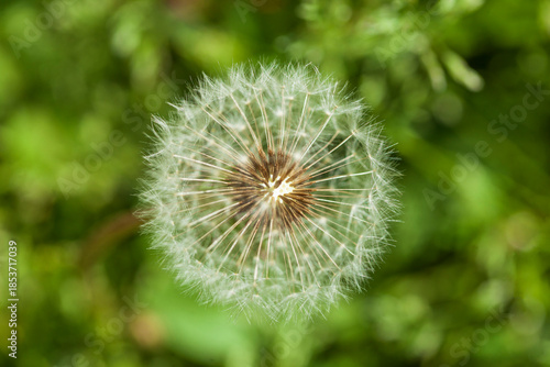 Blumenwiese mit Löwenzahnblumen im Fruchtstand; Deutschland