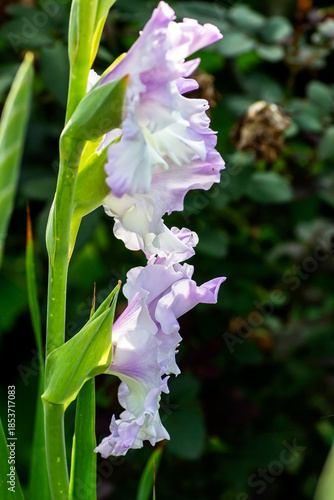 delicate light purple gladiolus is just blooming