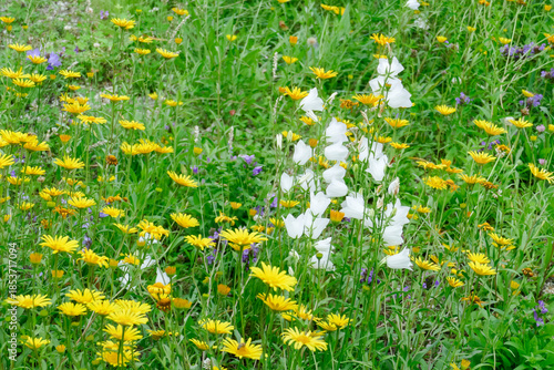 Blumenwiese mit Löwenzahnblumen, Deutschland