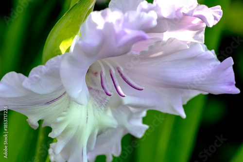 delicate light purple gladiolus is just blooming