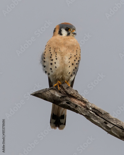 American Kestler perched on a dead tree. Arastradero Preserve, Santa Clara County, California.