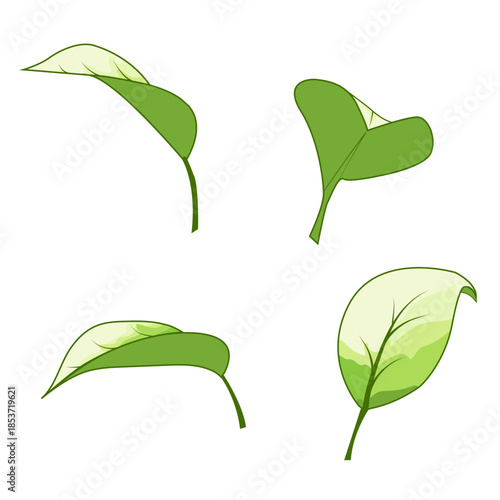 Vector leaves with soft green hues and stylish gradient transitions