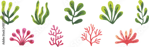 Seaweed and aquatic plant collection, stylized marine botanical vector illustration, underwater foliage design elements for ocean-themed, nature-inspired creative stock content