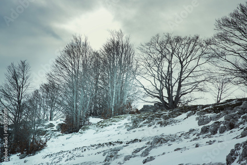 Bare trees in a snowstorm in the mountains,minimalist winter landscape, wind, ice, and cold