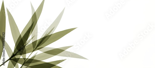 Close up of green leave detail with backlighting. Nature and organic cosmetic eco concept. Banner  template of natural wallpaper for backdrop with copy space.