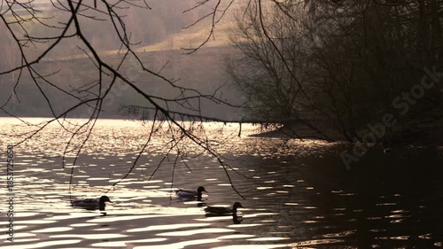 Ducks swimming on golden lake ripples