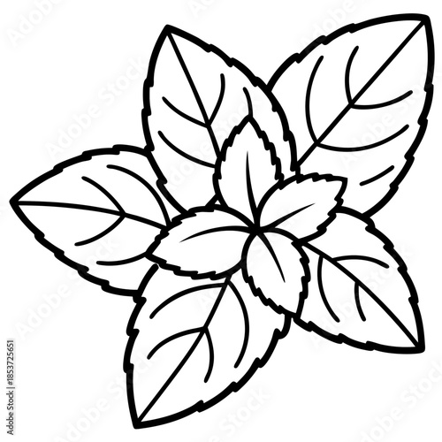 Mint line art vector